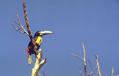 Collared Aracari; Actual size=180 pixels wide